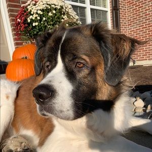 Meet your Posher, Shane